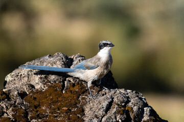 Blauwe Ekster, Iberian Magpie, Cyanopica cooki