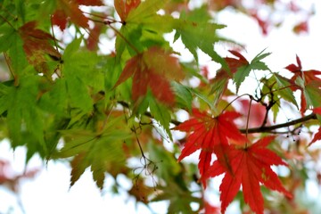 秋の彩り　もみじ　紅葉　　風景