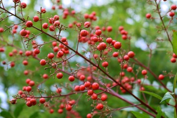 なんてん　赤い実　秋　風景　縁起物