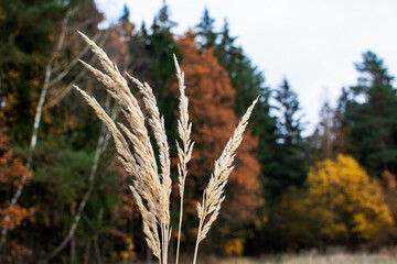 Pampas grass in the sky background. Abstract natural background of soft plants Cortaderia selloana. Plants Holcus Lanatus similar to feather dusters.
