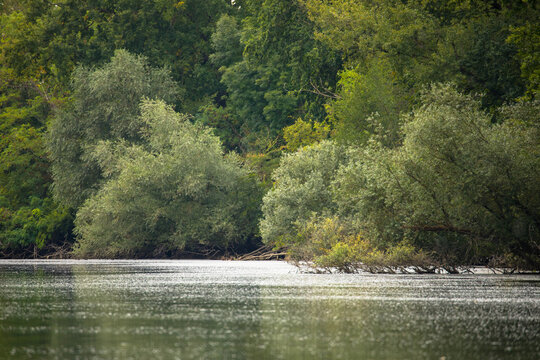 Altrheinarm in den Rheinauen. Rheinland-Pfalz, Deutschland