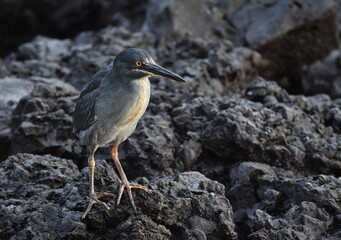Lava Heron, Butorides sundevalli