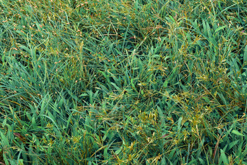 Beautiful grass background with flowers