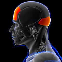 Frontalis Muscle Anatomy For Medical Concept 3D