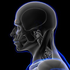 Depressor Supercilii Muscle Anatomy For Medical Concept 3D