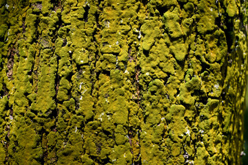 Tree bark pattern and texture as a background