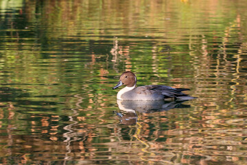 Northern Pintail anas acuta male swimming on river in autumn. Cute rare duck on water with colorful reflections. Bird in wildlife.