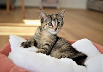 Katzenbaby