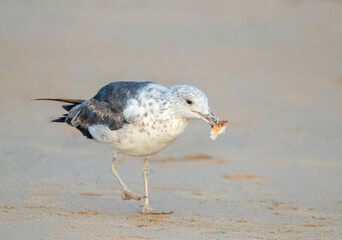 Lesser Black-backed Gull, Larus fuscus
