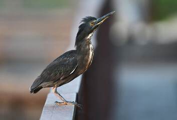 Lava Heron, Butorides sundevalli