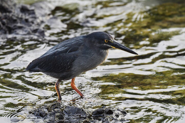 Lava Heron, Butorides sundevalli