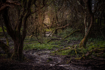 Mysterious forest, brown and green with sunset light