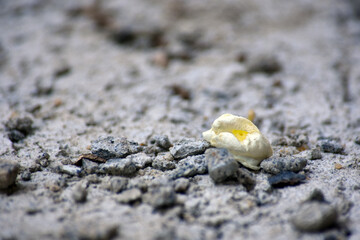 dried flower on floor, dried flower, old flower,