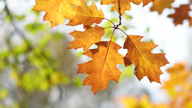 4k video background of amazing beautiful sunny autumn orange leaves of trees isolated at light blue sky background. Outdoor landscape and beauty of warm time of fall season concept.