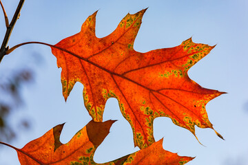 Markante Farben und Maserungen der Blattadern im Gegenlicht bei einem großen Blatt einer Roteiche im Herbst