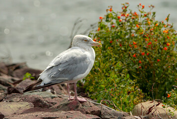 Large Gull Bird at the Lake