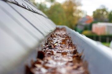 A portrait of inside of a clogged roof gutter filled with water and autumn leaves. The water cannot...