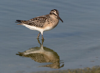 Fototapeta premium Broad-billed Sandpiper, Limicola falcinellus