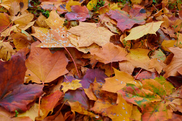 Autumn maple leaves as background Group autumn colour leaves. Outdoor.