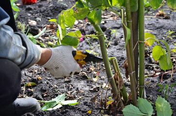 Pruning old plants with pruning shears. Autumn garden care. The gardener cuts off the branches of old flowers.