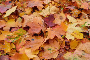 Autumn maple leaves as background Group autumn colour leaves. Outdoor.