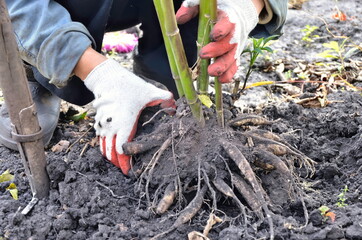 A gardener works with large tubers of decorative dahlia flowers.  Dahlia stems without leaves and...