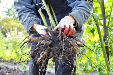 A large dahlia tuber in the hands of a gardener. Large roots of flowers without soil. Garden work...
