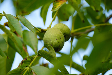 Grüne Walnüsse zwischen Blättern in einem Nussbaum, dahinter der freie Himmel