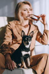 business woman in a suit sitting in a chair in her arms with a small dog. the woman is 40 years old and she looks great