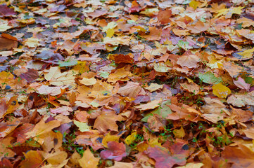 Autumn maple leaves as background Group autumn colour leaves. Outdoor.
