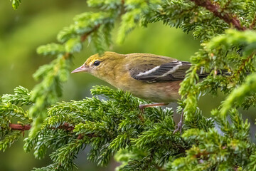 Bay-breasted Warbler, Setophaga castanea
