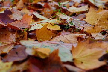 Autumn maple leaves as background Group autumn colour leaves. Outdoor.