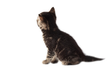 Kitten isolated on a white background.