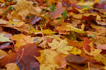 Autumn maple leaves as background Group autumn colour leaves. Outdoor.