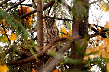 Long-eared owl sitting in a pine tree in beautiful autumn colours