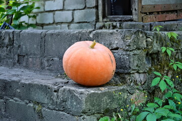Fresh juicy pumpkin stands on the doorstep of an old house. Small orange pumpkin. Preparing for helluin