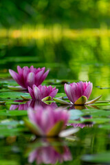 Water lilies