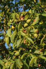 Blätter und Walnüsse in einem Walnussbaum - Hochformat