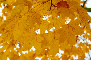 Autumn maple leaves as background Group autumn colour leaves. Outdoor.