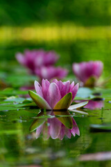 Water lilies
