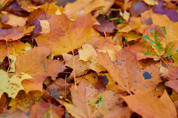 Autumn maple leaves as background Group autumn colour leaves. Outdoor.