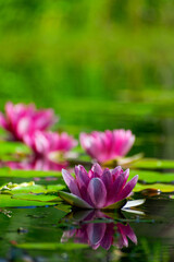 Water lilies