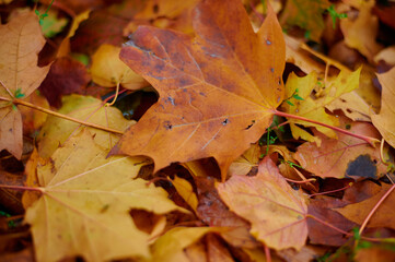 Naklejka na ściany i meble Autumn maple leaves as background Group autumn colour leaves. Outdoor.