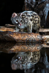 Common Genet, Genetta genetta