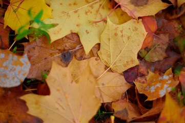 Autumn maple leaves as background Group autumn colour leaves. Outdoor.