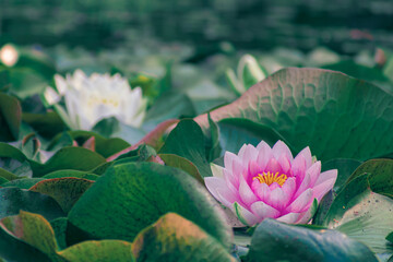 Water lily