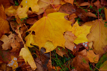 Autumn maple leaves as background Group autumn colour leaves. Outdoor.