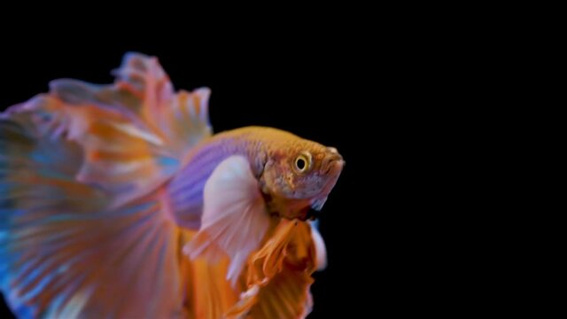 The colorful Siamese Elephant Ear Fighting Fish Betta Splendens, also known as Thai Fighting Fish or betta, is a species in the gourami family which is popular as an aquarium fish in super slow motion