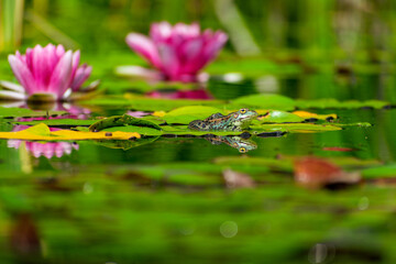 Frog on a lily pad
