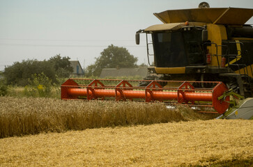 Fototapeta premium Combine harvester agriculture machine harvesting golden ripe wheat field. Agriculture. Combine harvester harvesting wheat with dust straw in the air. Heagy agricultural machinery.